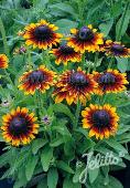 Rudbeckia hirta 'Toto Rustic'